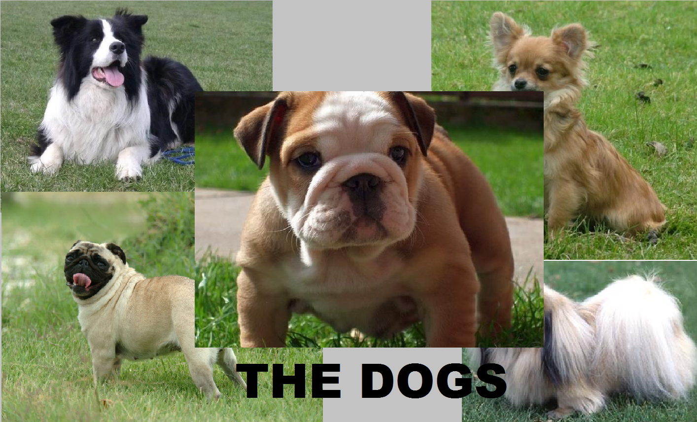 THE DOGS