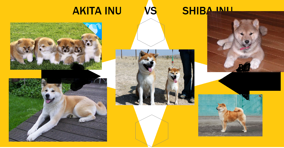 akita a shiba